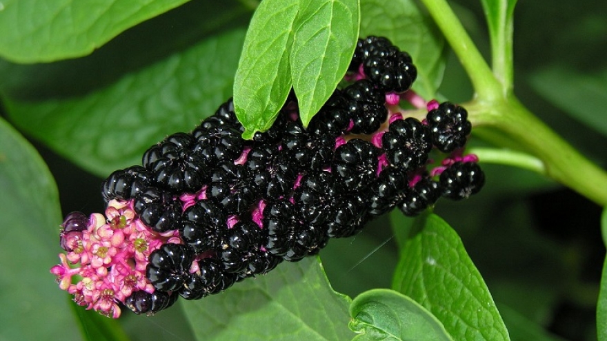 Cây có độc, quả giống nho không ăn được mà “hái ra tiền”